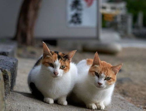宠物猫和流浪猫 一扇门,却隔着两个世界