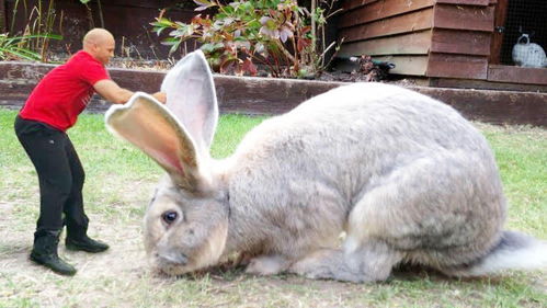 世界上最大的兔子,体长1.22米,网友 一锅炖不下 
