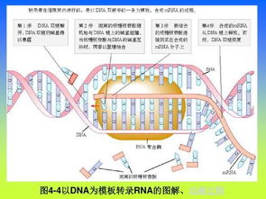 像腺病毒这样的-ssDNA复制与转录的具体过程是怎样的？是以哪一条链为转录的模版？