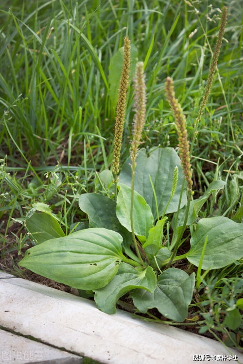 春天的野菜,中医都知道是好东西