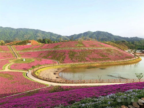 益阳一日游推荐 安化新景点茶乡花海生态文化体验园