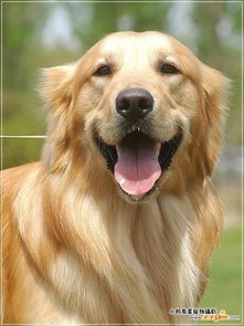 金色毛大耳朵下垂的是什么狗 