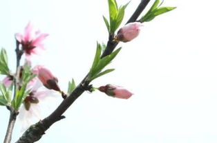 盆栽桃树去年开花结果而今年不开花为什么 
