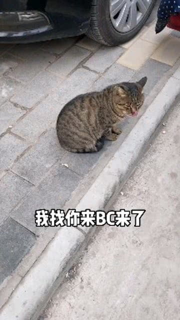 路边的野猫摸不得 