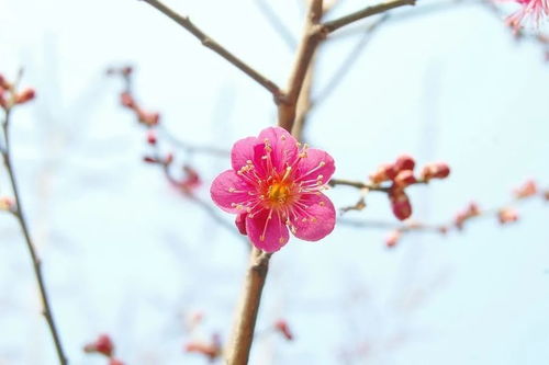 天秤座4月运势,依旧桃花不断,暧昧关系也不少,要谨慎作出选择