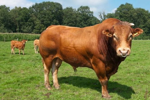 生肖牛2021年运势,12月有3大喜来临,属牛人速度看看是什么喜 