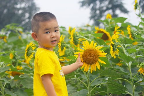 如何在向日葵中连接到远程设备？