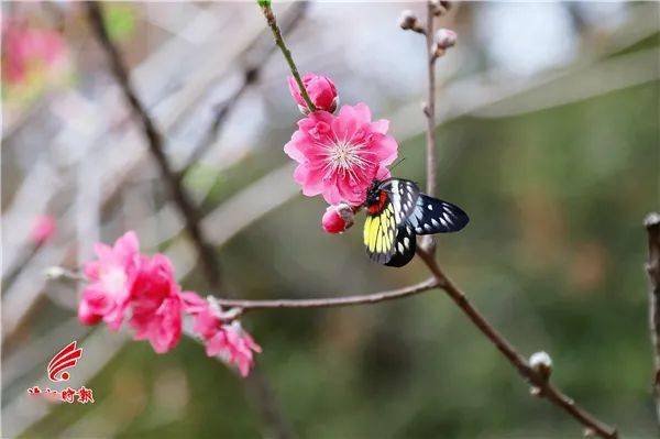 惊艳 留在佛山过年,来这里走 桃花运 吧