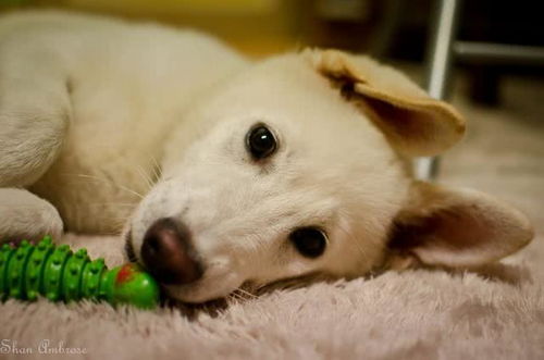 撞脸柴犬的珍岛犬,却是韩国的国宝犬种,但它们并不适合新手饲养