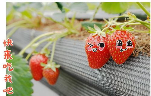春日里的小确幸,甜蜜草莓君上线啦