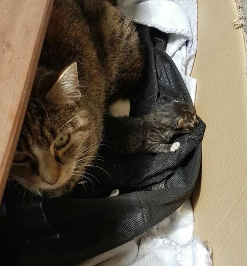 流浪猫躲在男子家过冬,几个月后留下一只小猫,它却主动离开了