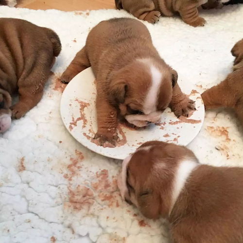 宠物狗生骨肉喂养教程 什么是生骨肉 生骨肉应该怎么喂