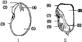生物书菜豆种子结构图 搜狗图片搜索