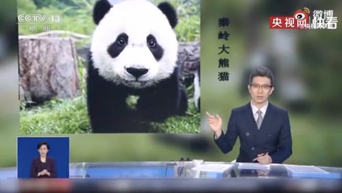 中国竟有两种大熊猫 但它们却不算 很熟