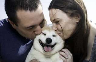 萌哭 美国一只 微笑柴犬 被誉为全球最幸福的小狗 