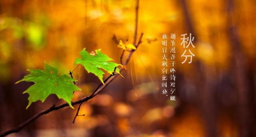 秋分时节品唐诗,品马戴的秋日之诗,虽不常见,却充满浓浓的禅意