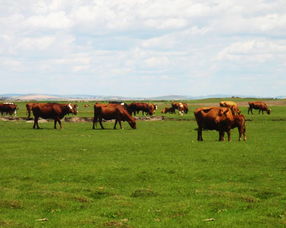 草原红牛的适应性能 