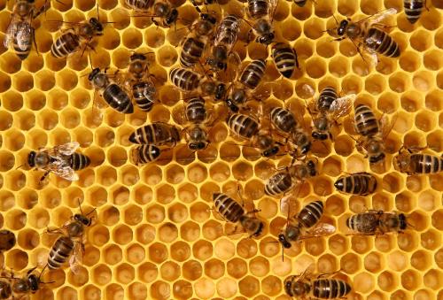 梦见蜂 蜜蜂 黄蜂 蜂窝 蜂箱 蜂蜜是什么意思,代表什么 