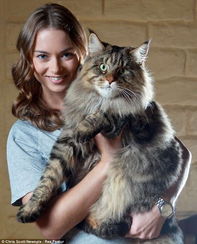 澳大利亚巨型 威严 猫重近20斤 