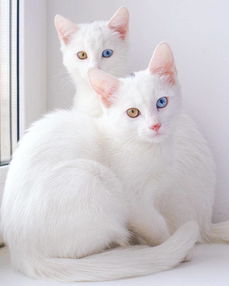 异色瞳双胞胎猫 高雅外观掳获众人的心