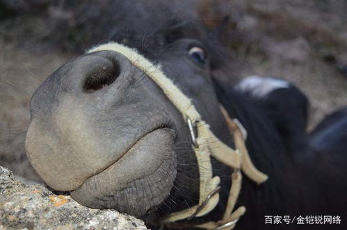 铠金锐 请不要侮辱我的专业