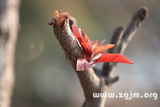 梦见刚发芽的树苗