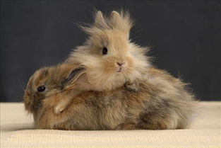 侏儒兔 一种最小的兔子 