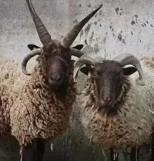 欧洲有一种多角羊,雅各伯四角羊外形很奇特,却是很普通的家畜