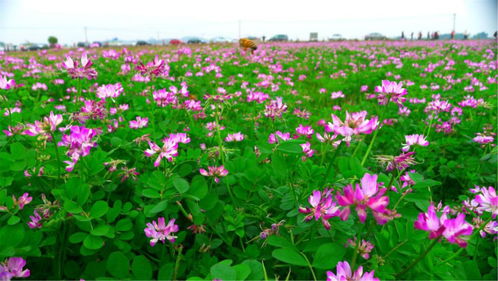 快来做 地主 建德这里的50亩稻田等你来认领