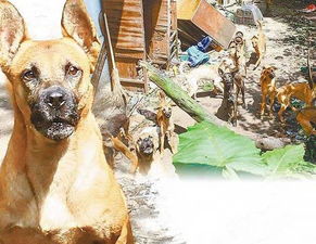 主人猝死后 被收养的16只狗啃尸 