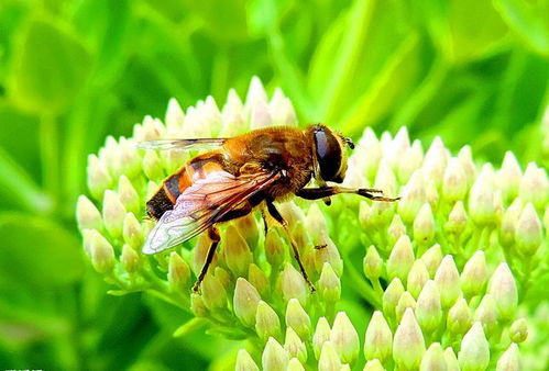 关于蜜蜂有哪些冷知识(蜜蜂的冷知识)