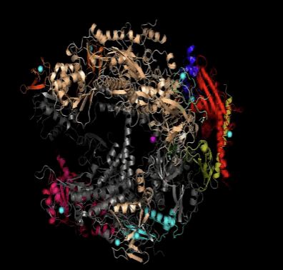 生命的转录 从DNA到RNA