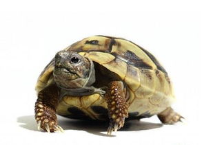 赫曼陆龟的饲养环境要求和方法介绍