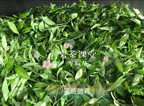 青豆苗是什么豆子泡的  第2张