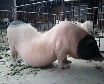 母猪怀孕肚子重得拖在地上,这一胎起码怀了20个小猪仔