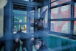 世界首只克隆猴在中国出生 我们离克隆人还有多远