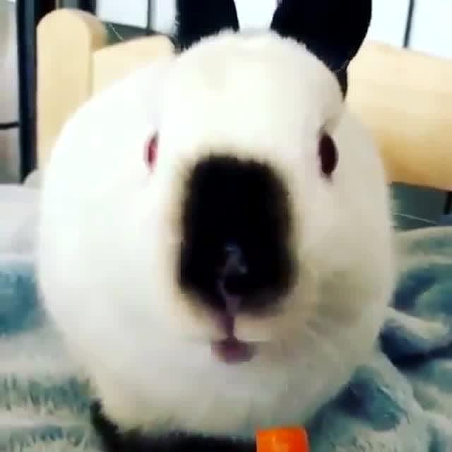 喂小兔子吃萝卜 