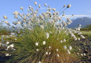 羊胡子草 羊胡子草的资料 羊胡子草是什么 羊胡子草功效与作用 植物之家 