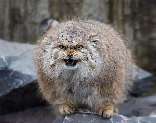藏地神山现凶猛的猫科动物,长着网红脸,吃掉猎物还霸占其巢穴