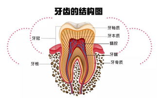 为全民口腔健康而 不懈努力