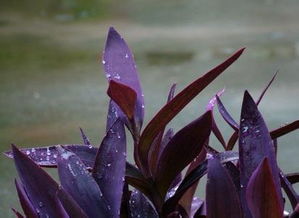 养紫色叶子的花卉好不好，如紫罗兰？