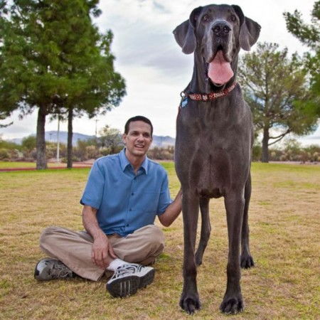 世界上最高的狗,世界上最高的狗4米