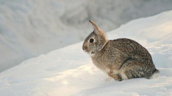 野兔子到冬天的时候吃什么 