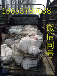 目前獭兔养殖行情分析,獭兔市场价格在逐渐上升
