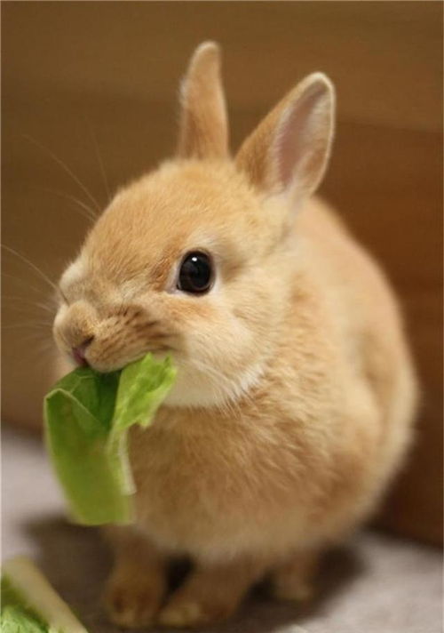 兔子这种动物,娇小的外形和初中的外貌,天生就招人喜欢