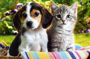 猫和狗能一起养吗 怎么让猫咪和狗狗成为好朋友