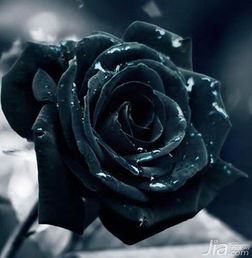 黑玫瑰图片欣赏 黑玫瑰花语大全