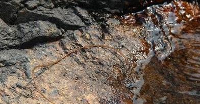 农村岩石上的 铜丝蛇 ,看见了不要乱碰,尤其是女性