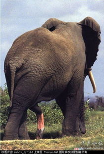 大象鞭,博起后有多大 