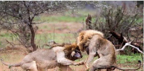 狮子夫妇正在交配,忽然被不长眼的打扰,雄狮大怒
